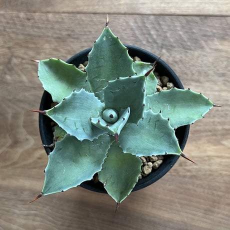Agave Isthmensis