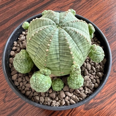 Euphorbia Obesa Symmetrica