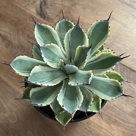 Agave Potatorum kishokan