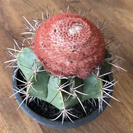 Melocactus