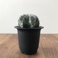 Euphorbia horrida