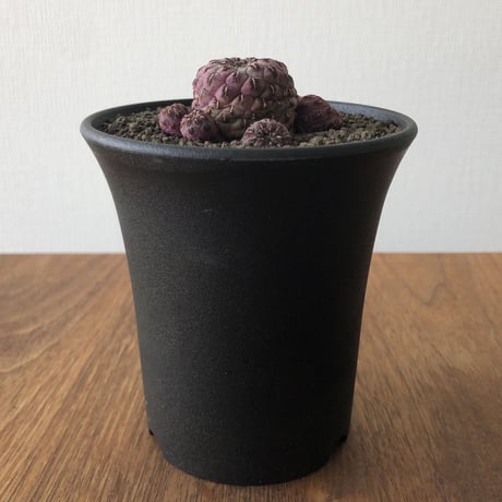 Sulcorebutia Rauschii