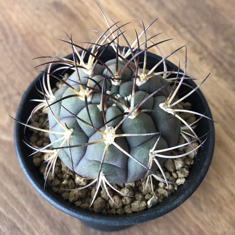 gymnocalycium pflanzii var.albipulpa