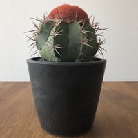 Melocactus