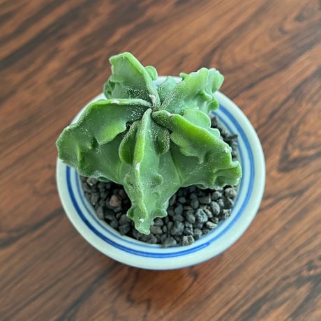 Astrophytum Myriostigma