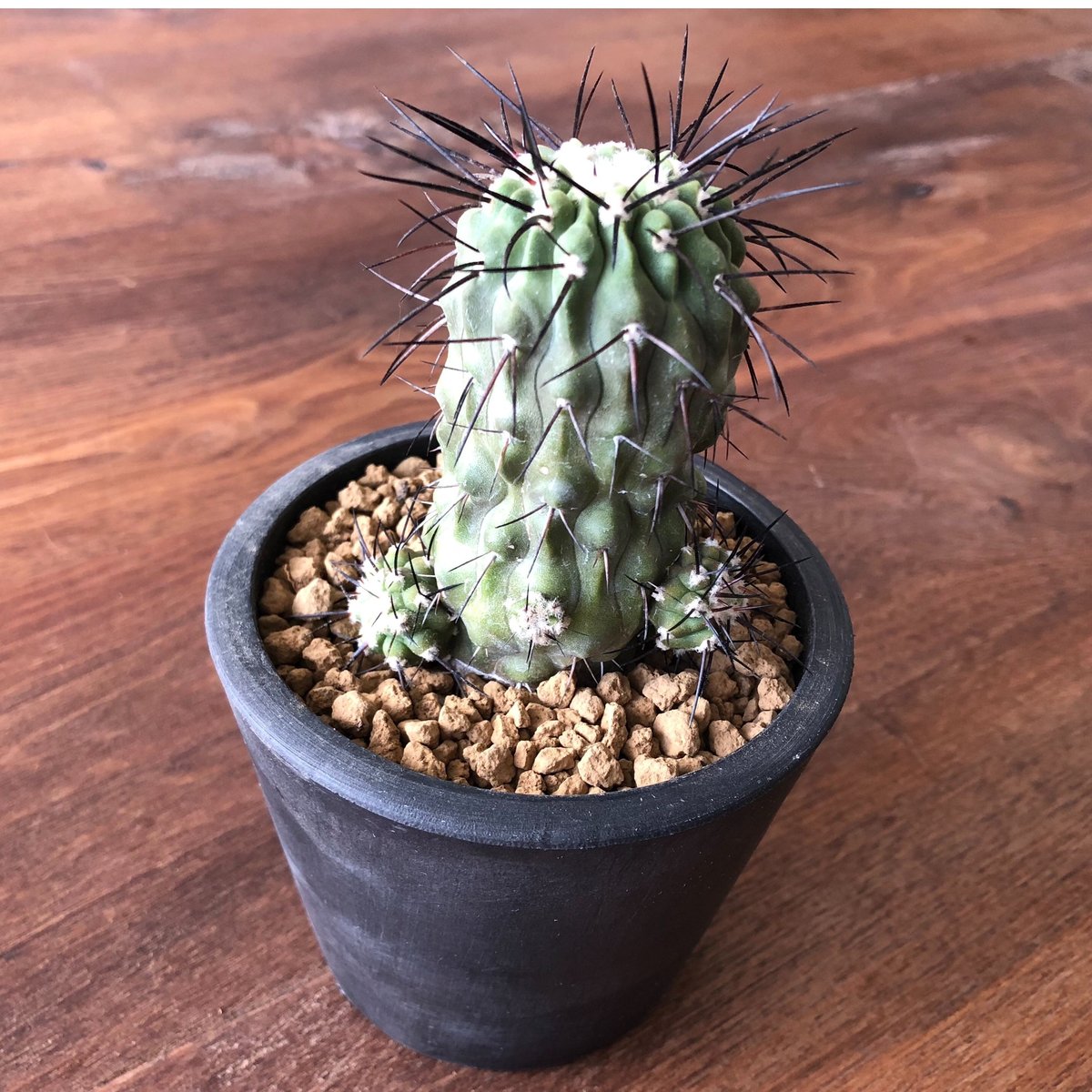 Copiapoa dealbata | EL Damian