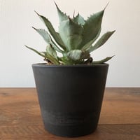 Agave potatorum  furaijin