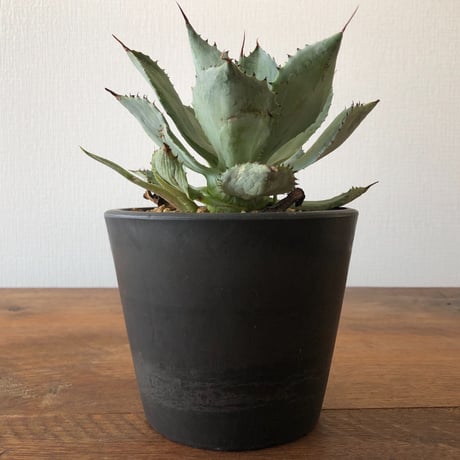 Agave potatorum  furaijin