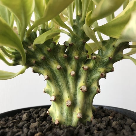 Euphorbia neriifolia cristata variegata