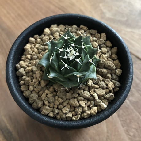 Obregonia denegrii