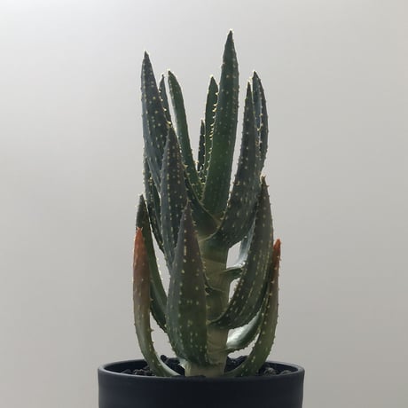 Aloe dichotoma