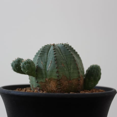 Euphorbia Obesa