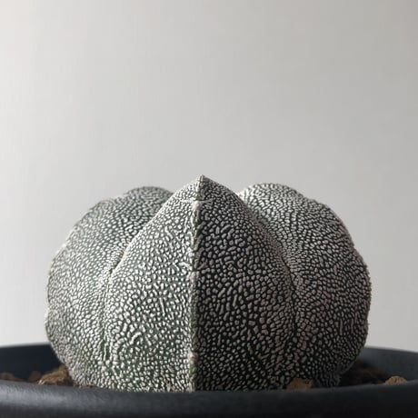 Astrophytum myriostigma