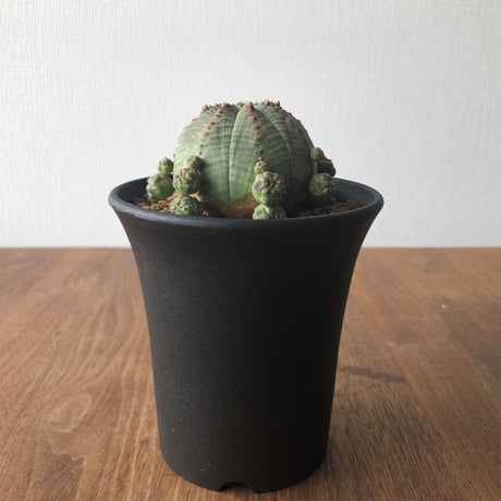 Euphorbia symmetrica