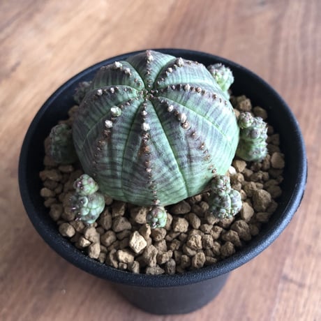 Euphorbia symmetrica