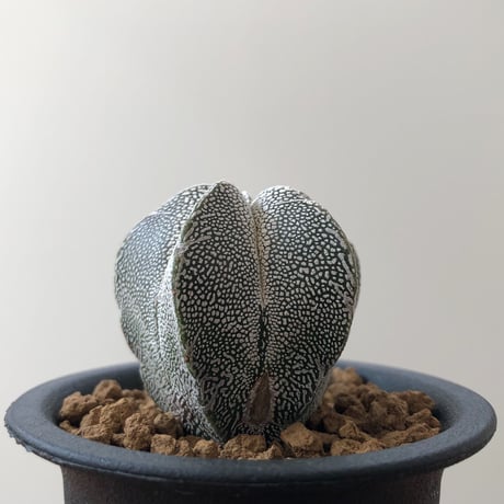 Astrophytum Myriostigma ONZUKA