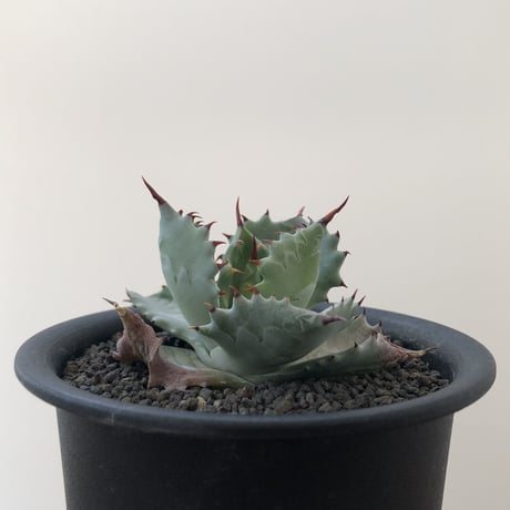 Agave Isthmensis