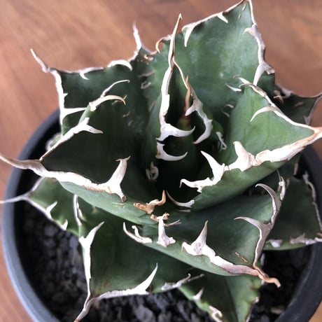 Agave  titanota FO-076