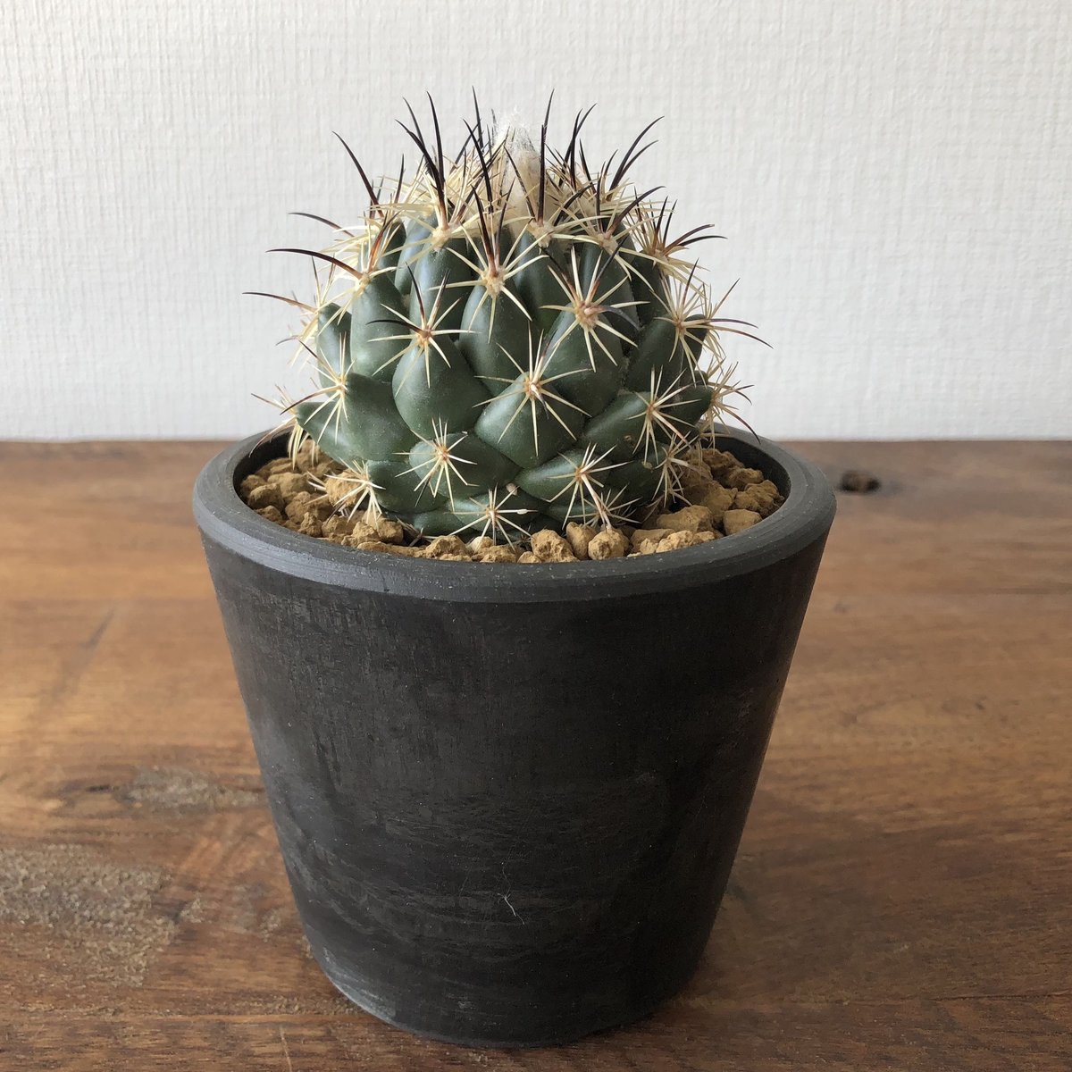 【美株強刺】ダブルヘッドコリファンタ 獅子奮迅 菊水 帝冠 黒王丸 天平丸 多肉植物・サボテン販売～PICO庵～ / コリファンタ属 獅子奮迅
