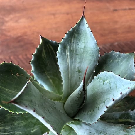 Agave potatorum  furaijin