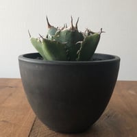 Agave titanota 白鯨
