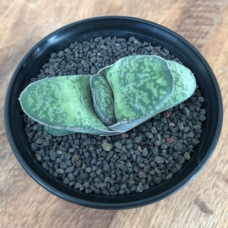 Gasteria pillansii