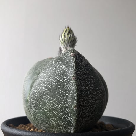 Astrophytum myriostigma