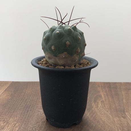 Matucana madisoniorum