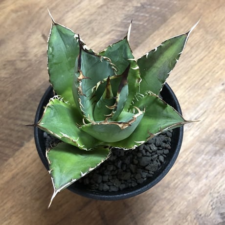 Agave Titnota