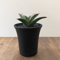 Agave Titanota Fo-076