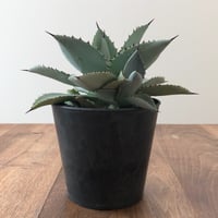 Agave Dragon Toes