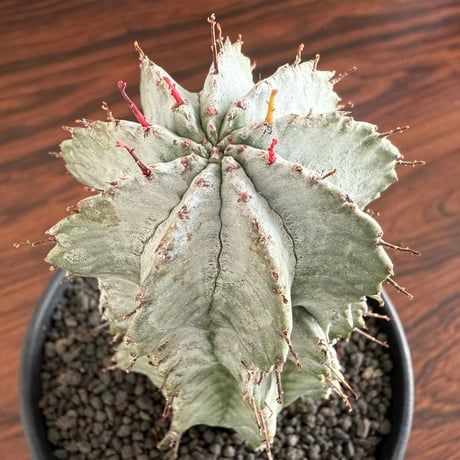 Euphorbia Horrida