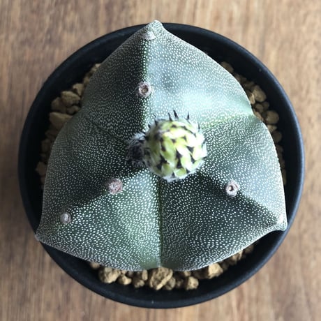 Astrophytum myriostigma