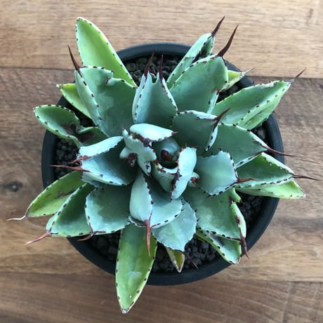 Agave Potatorum Cubic