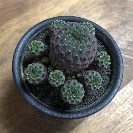 Sulcorebutia rauschii