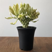 Euphorbia neriifolia cristata variegata
