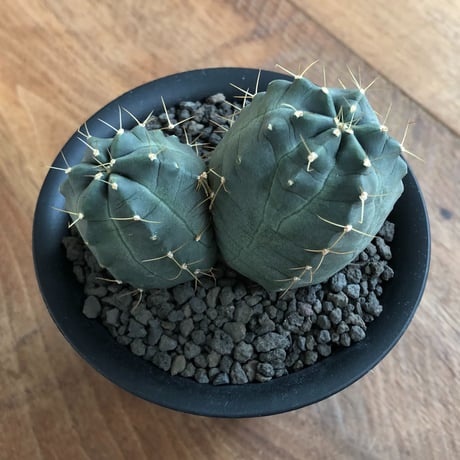 Echinocereus knippelianus
