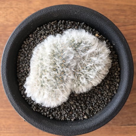 Mammillaria bocasana v. sericata