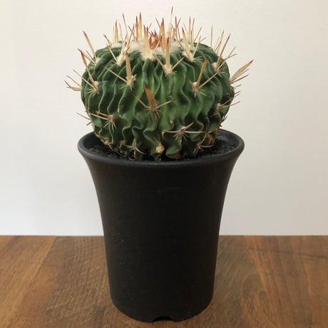 Echinofossulocactus Zacatecasensis