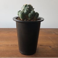 Lophophora
