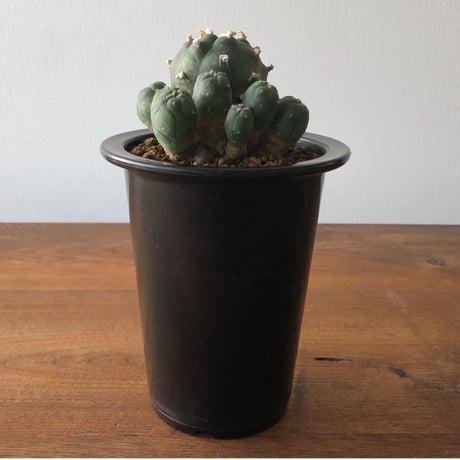Lophophora