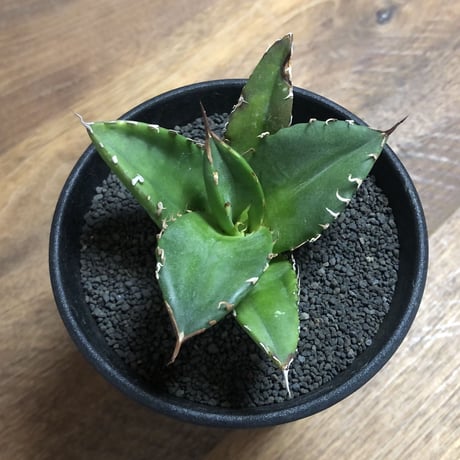 Agave Titanota