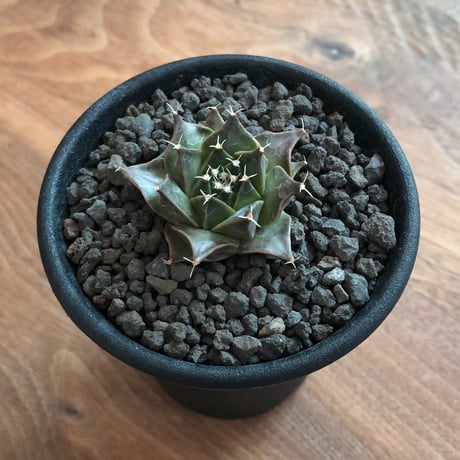 Obregonia Denegrii