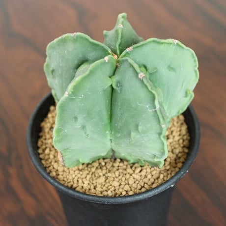 Astrophytum Myriostigma