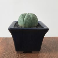 Euphorbia symmetrica