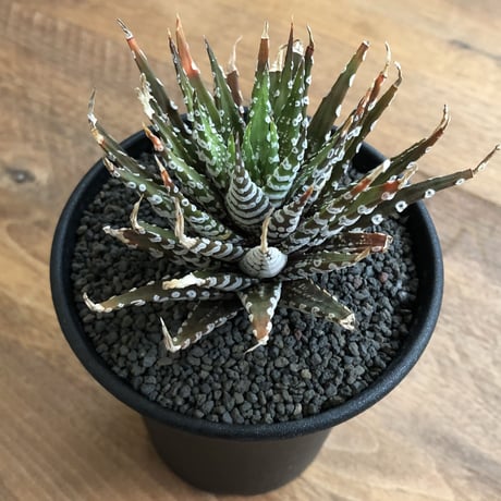 Haworthia Choveriba