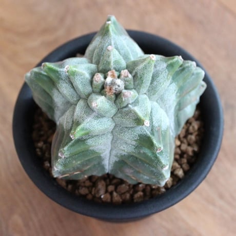 Astrophytum Myriostigma