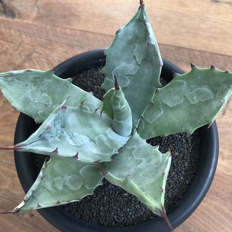 Agave Colorata