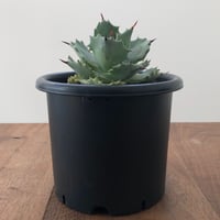 Agave Isthmensis