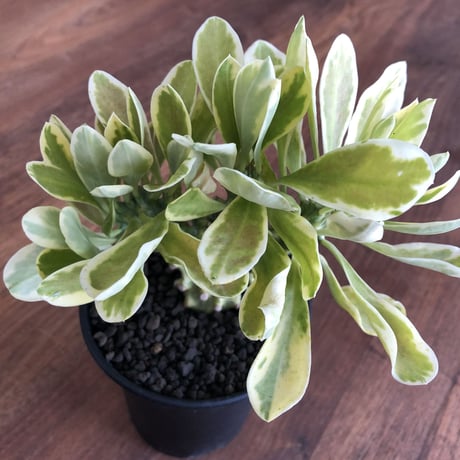 Euphorbia neriifolia cristata variegata